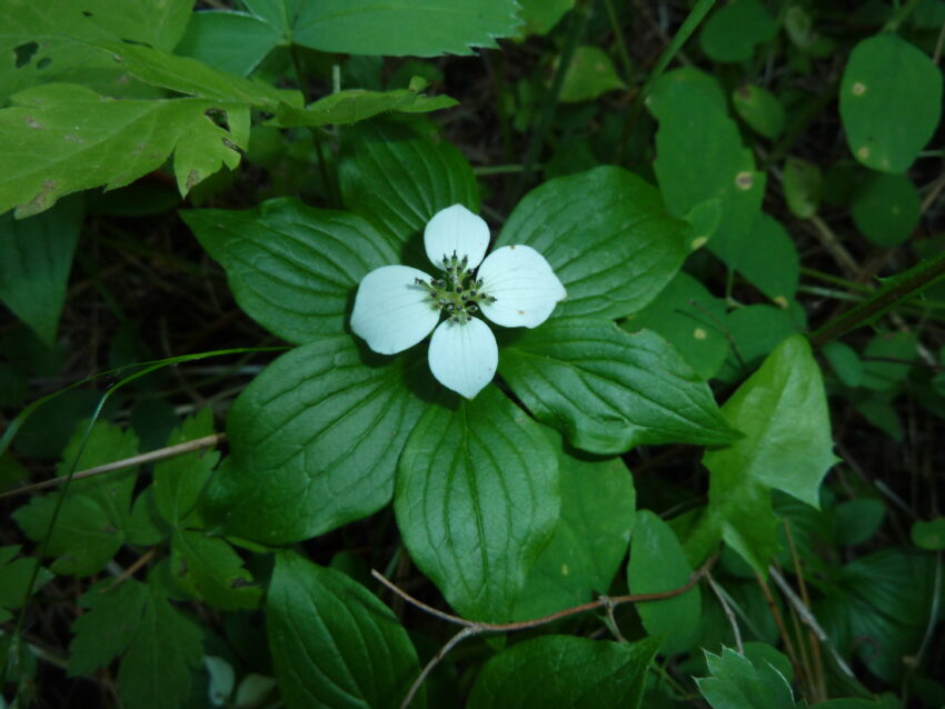 Bunchberry Dogwood &ndash; McKenzie Conservation Area Wildflowers