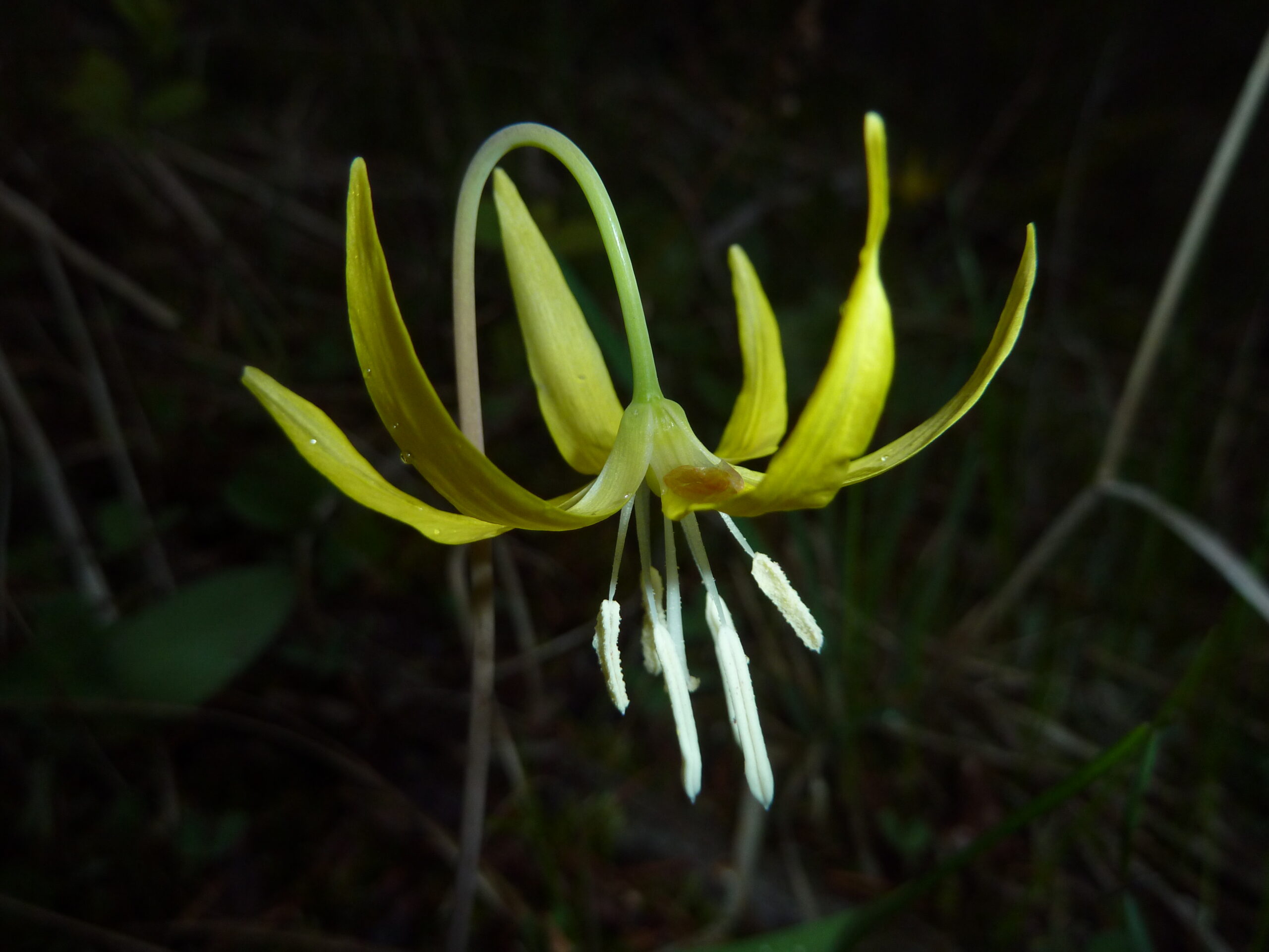 McKenzie Conservation Area Wildflowers