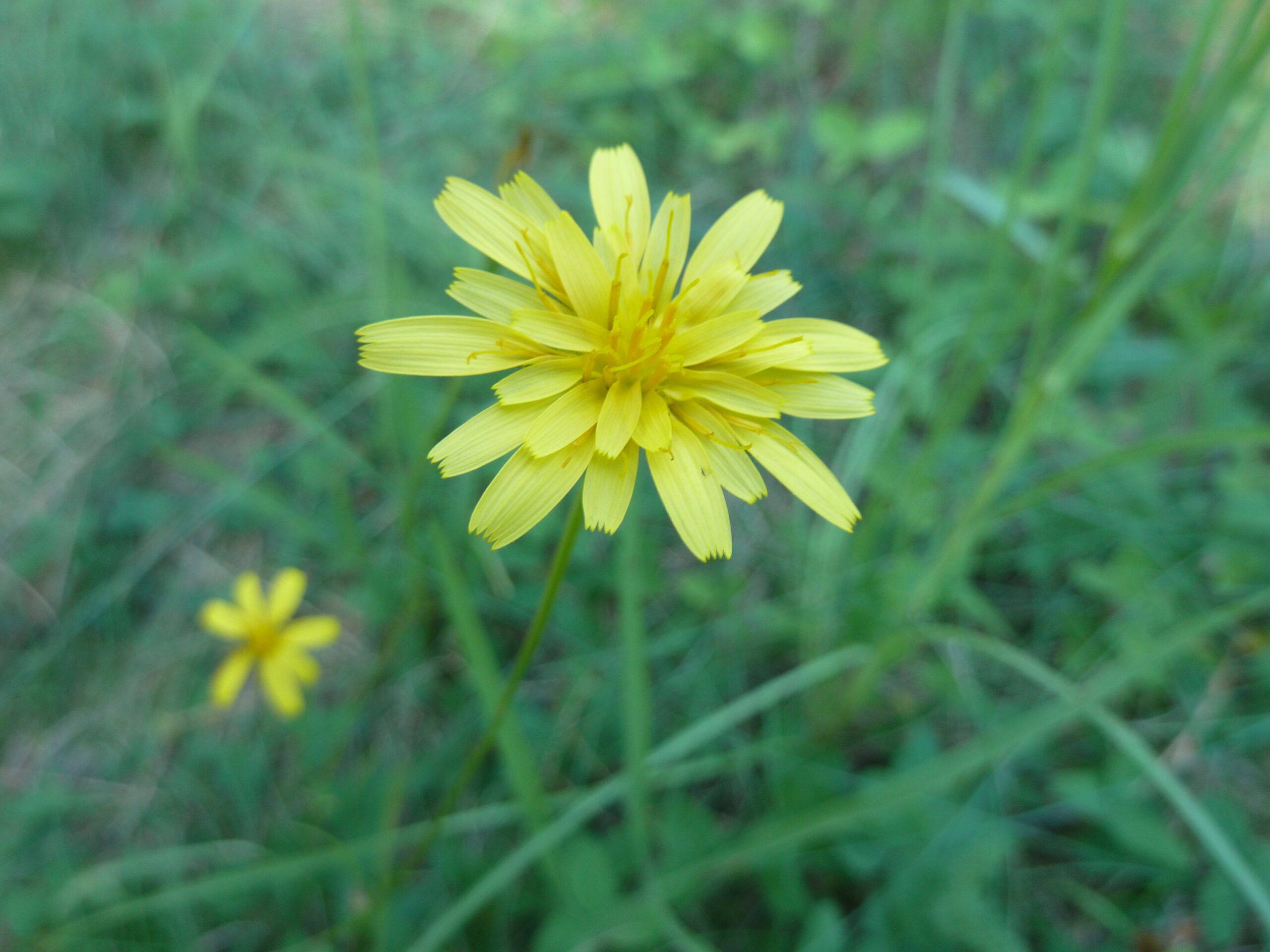 Short-beaked Agoseris – McKenzie Conservation Area Wildflowers