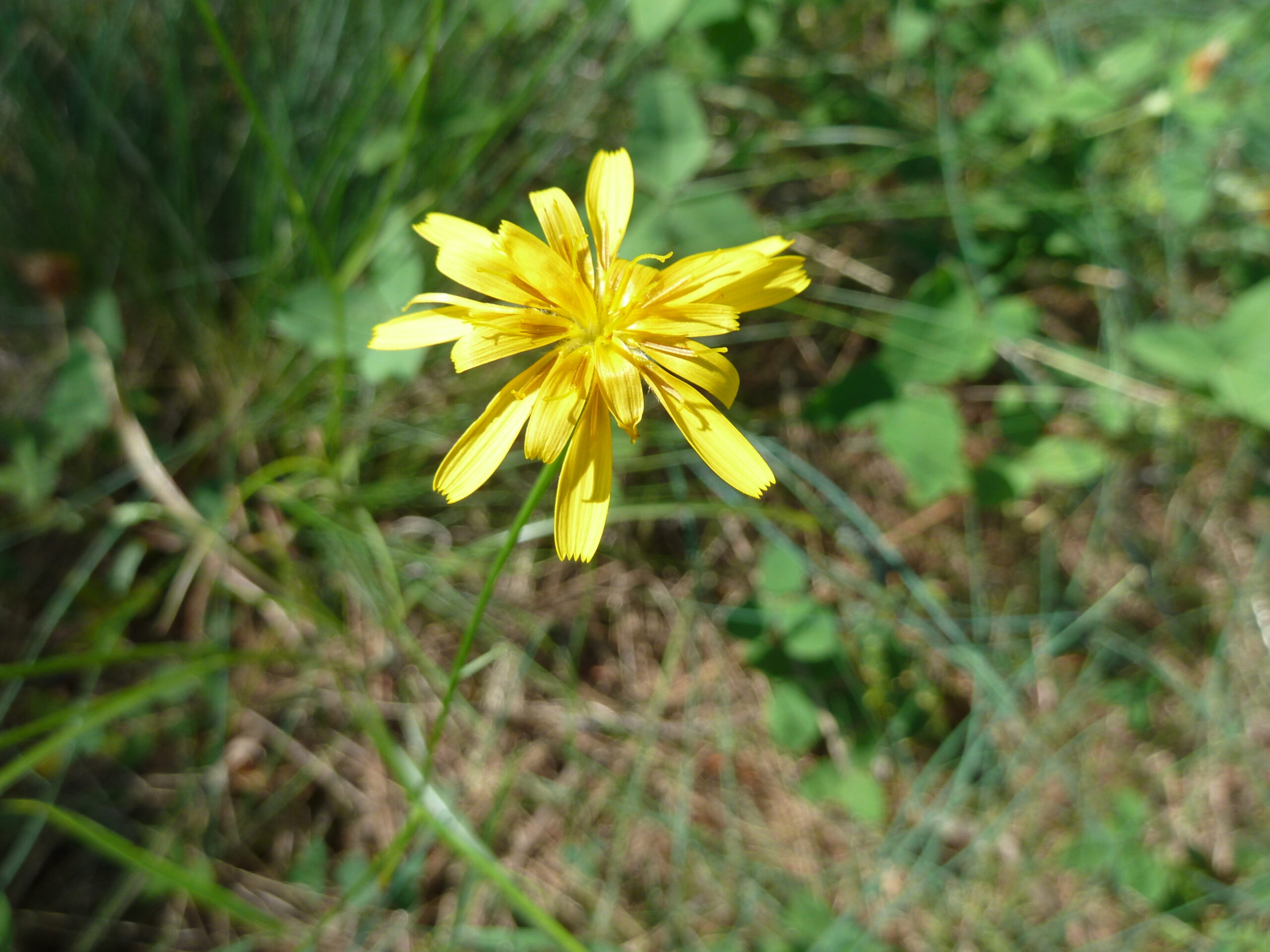 Short-beaked Agoseris – McKenzie Conservation Area Wildflowers