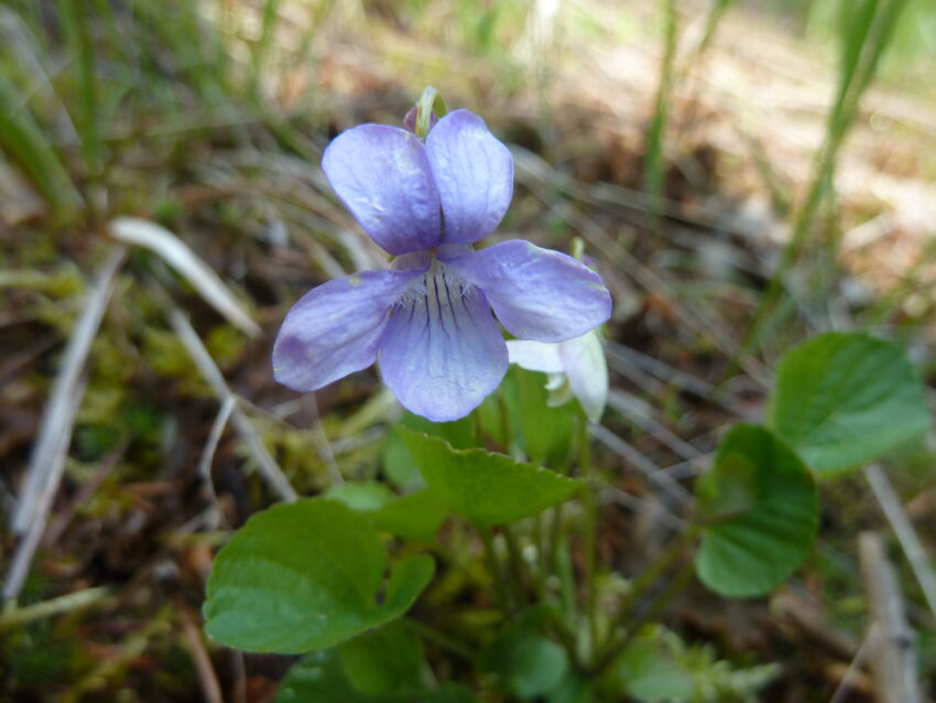 Early Blue Violet – McKenzie Conservation Area Wildflowers