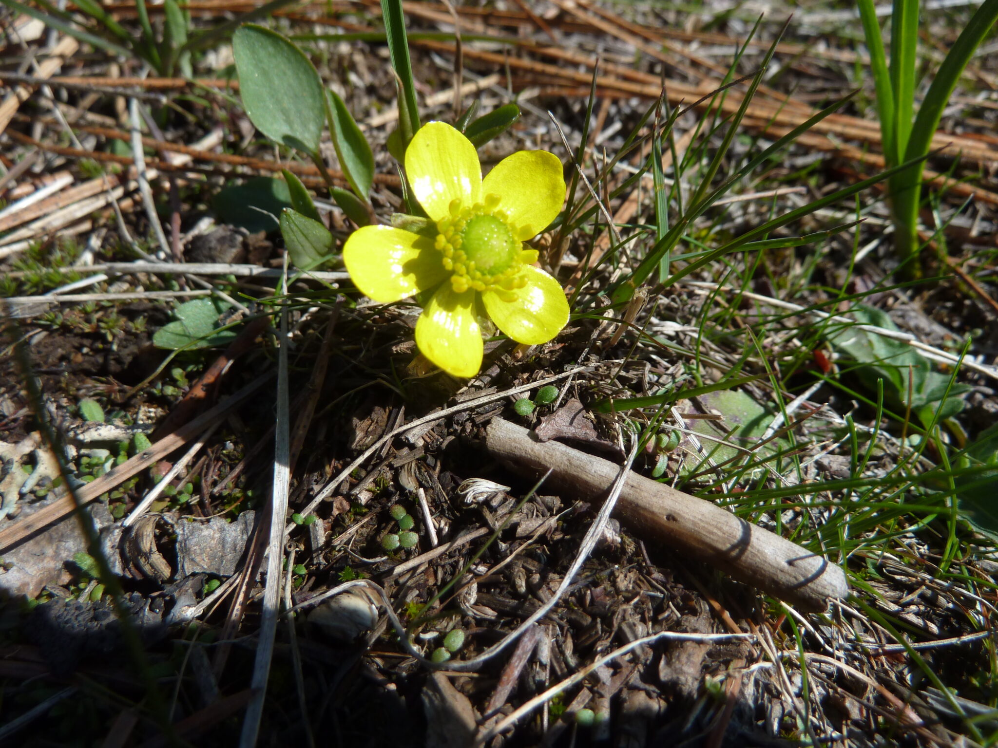 Sagebrush Buttercup McKenzie Conservation Area Wildflowers