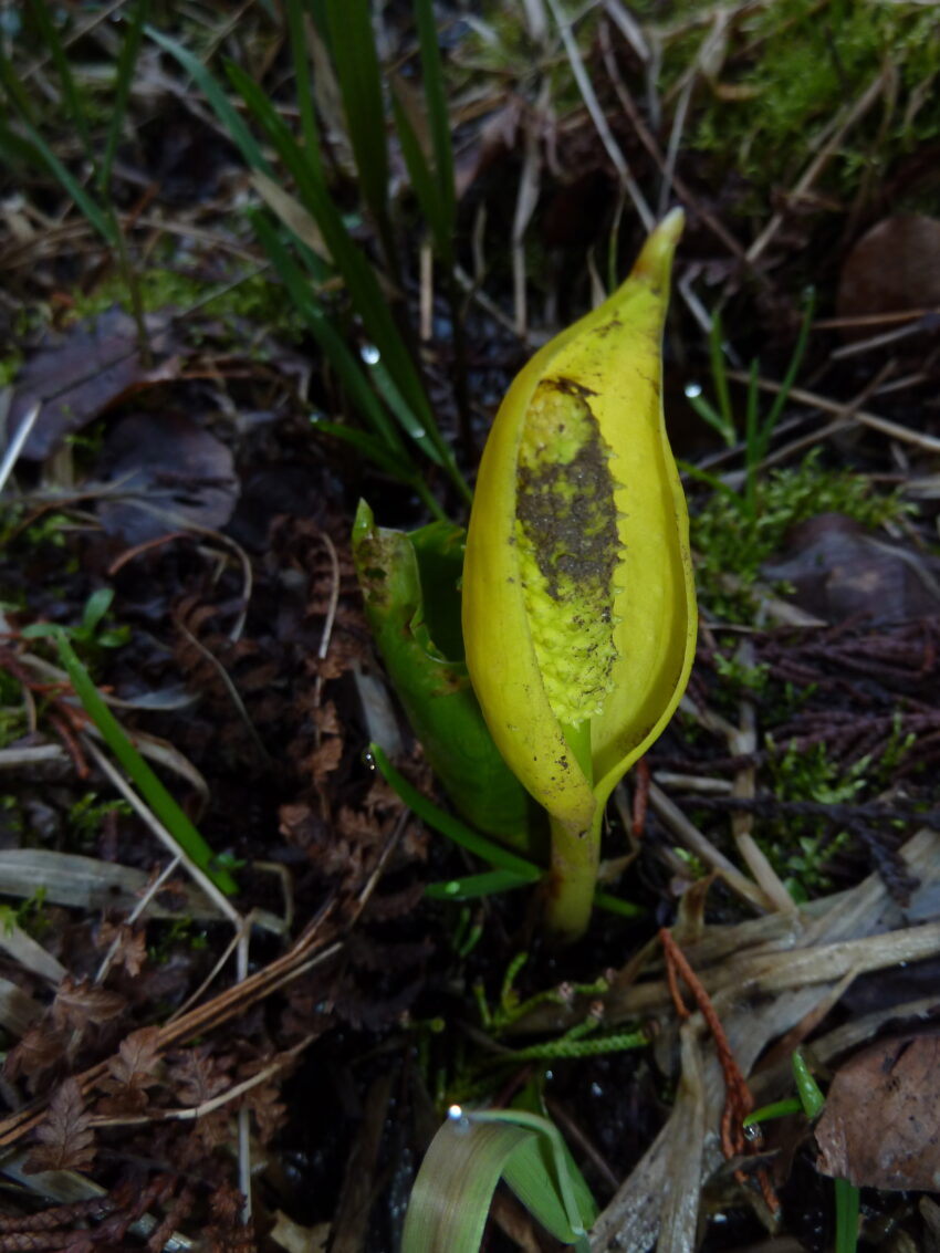 Skunk Cabbage McKenzie Conservation Area Wildflowers